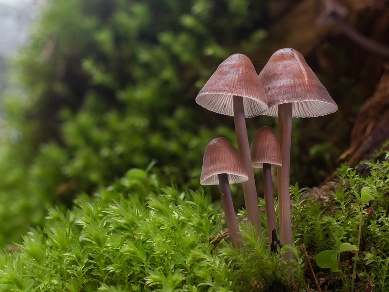 Mycena silvae-nigrae